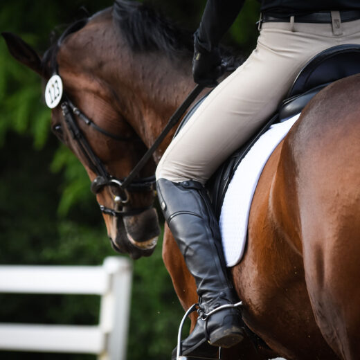 dressage saddle pad