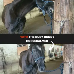 Horse Anti-Stress