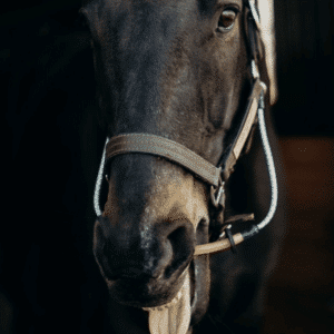 Horse Calmer Busy Buddy